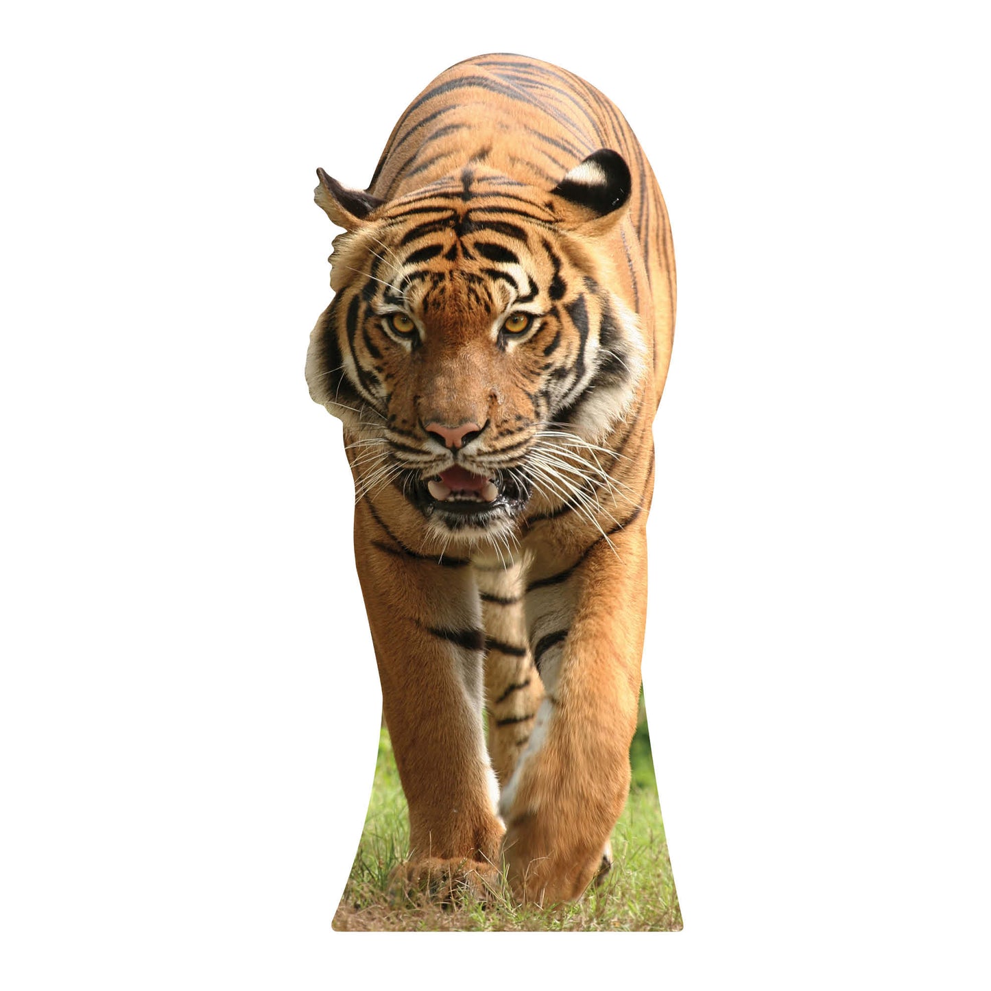 SC053 Tiger Cardboard Cut Out Height 130cm - Star Cutouts