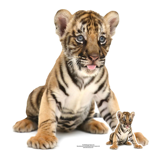 SC1440 Bengal Tiger Cub Cardboard Cut Out Height 73cm