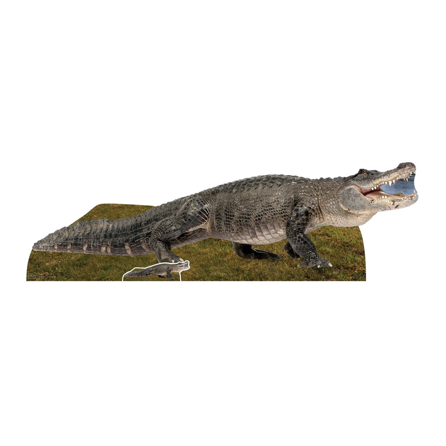 SC1457 Fresh Water Alligator Cardboard Cut Out Height 58cm - Star Cutouts