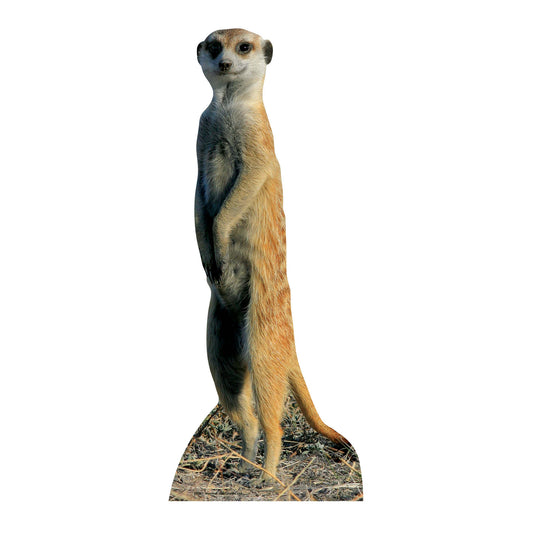 SC227 Meerkat Cardboard Cut Out Height 98cm - Star Cutouts